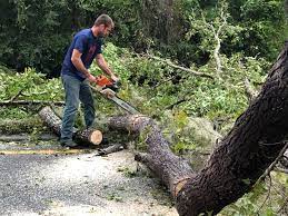 Best Storm Damage Tree Cleanup  in Winsted, CT